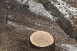 Дровосеками в Алматы оказались подрядчики Sulpak — погибло 13 деревьев